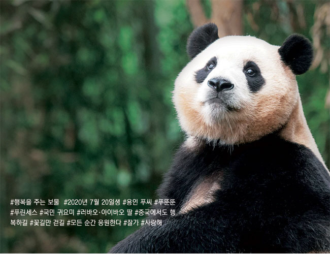 경기 용인시 에버랜드 판다월드에서 하늘을 바라보고 있는 푸바오.  삼성물산 리조트부문 제공