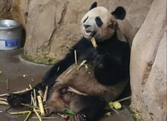 푸바오의 유력 신랑감으로 거론되는 ‘위안멍’. 온라인 커뮤니티 캡처
