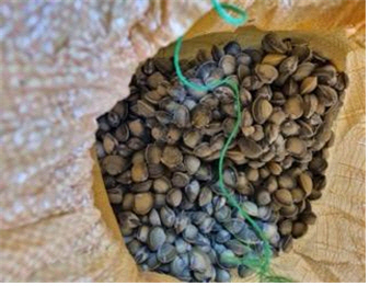 부산시 특사경이 적발한 원산지 거짓 표시 재첩. 부산시청 제공