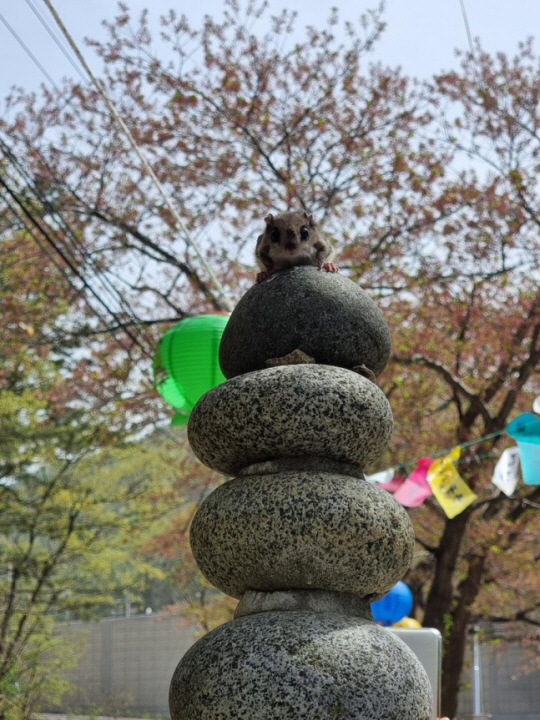 영덕 영명사에서 발견된 하늘다람쥐 추정 동물. 연합뉴스(석정 스님 제공)