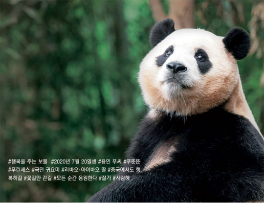 경기 용인시 에버랜드 판다월드에서 하늘을 바라보고 있는 푸바오. 삼성물산 리조트부문 제공