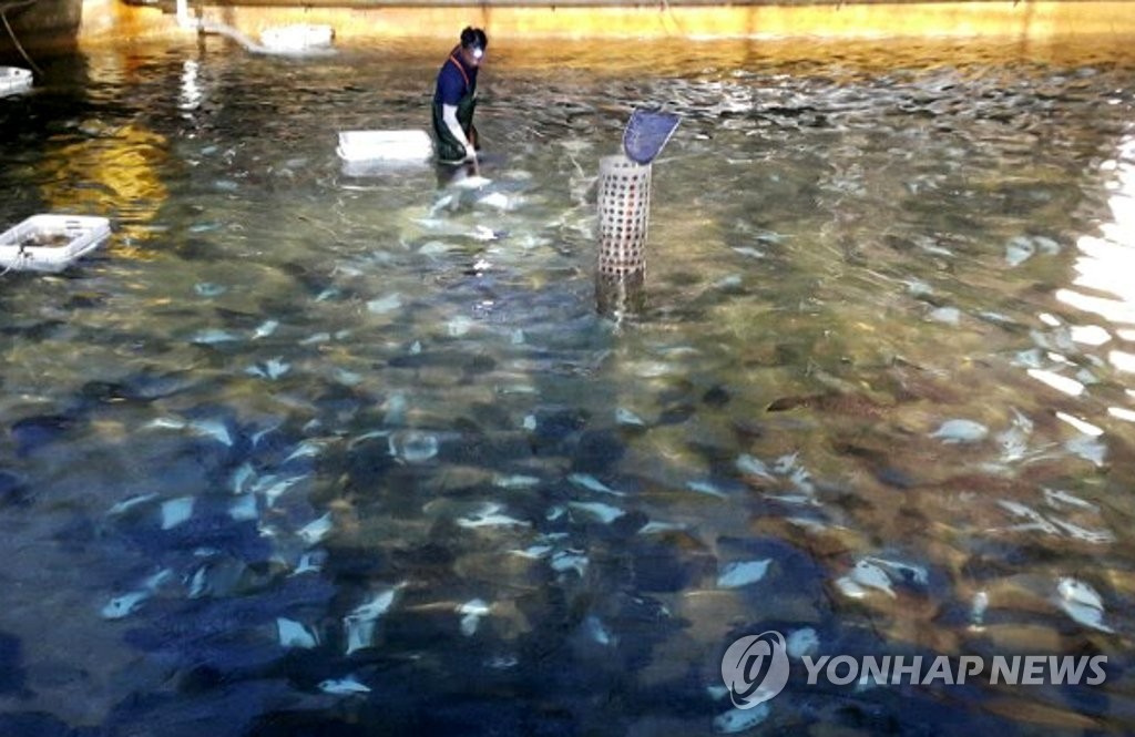 제주 지역 한 광어 양식장. 연합뉴스 자료 사진