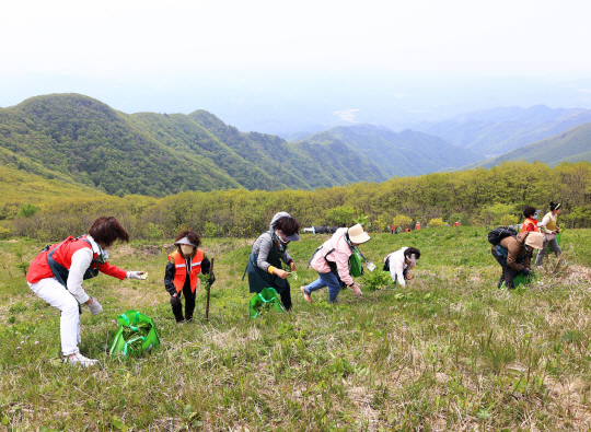 경북 영양군에서 개최된 ‘영양산나물축제’ 참가자들이 산나물을 채취하고 있다. 경북도청 제공