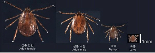 발생단계별 참진드기. 전남도 제공