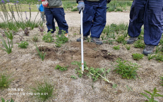 울산 태화강 국가정원내 자연주의정원에 심어진 튤립이 훼손돼 있다. 울산시청 제공