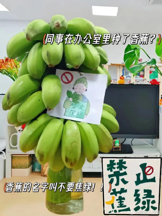 사진출처 : 웨이보 캡처