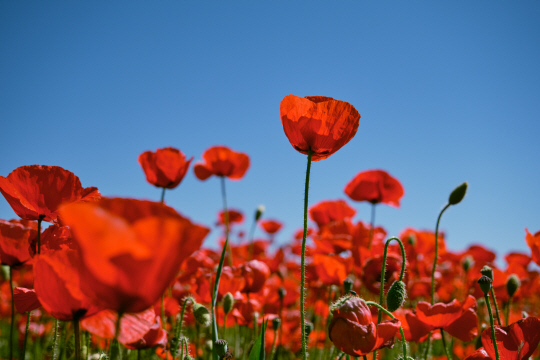 게티이미지뱅크