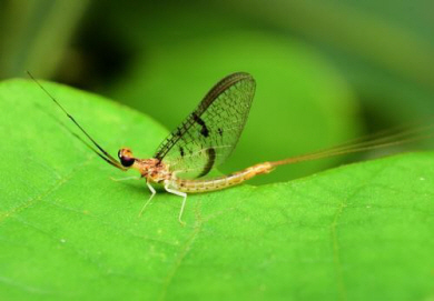 동양하루살이를 확대한 모습.