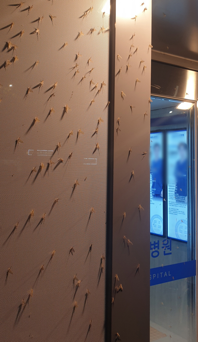 21일 새벽 서울 강동구 성내동 인근 한 건물 외벽에 동양하루살이, 일명 ‘팅커벨’이 다닥다닥 붙어 있다.  독자 제공