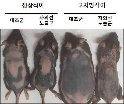 정상식이와 고지방식이를 각각 먹인 자외선 노출군과 대조군. 서울대병원 제공