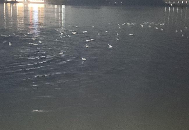 대북 인권단체 노체인 제공