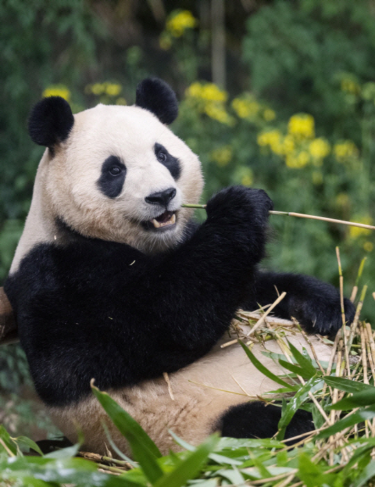 푸바오. 에버랜드 제공