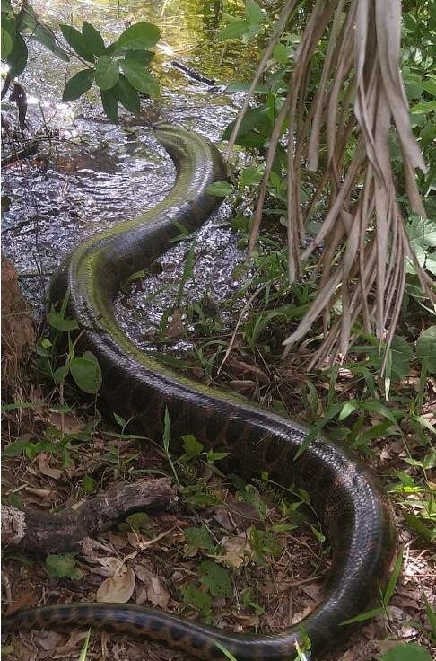 기사와 직접 관련이 없는 사진. 마투 그로수주 소방대
