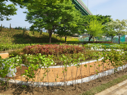서울 금천구 안양천 둔치 다목적광장에 조성된 황톳길. 금천구청 제공
