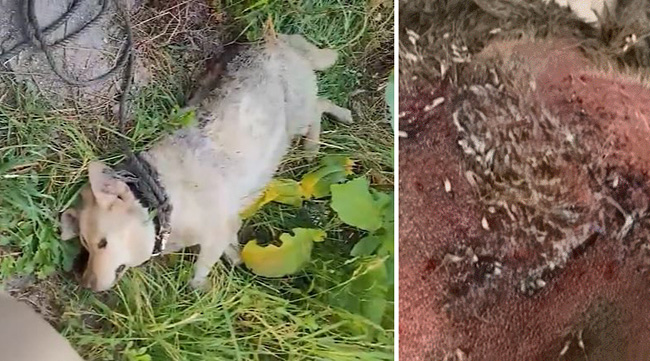 누워있는 강아지(왼쪽)와 구더기 모습. 등의 구더기 부분은 흐릿하게 표현했는데도 처참한 상태다. ‘미소 사랑’ 인스타그램 캡처.