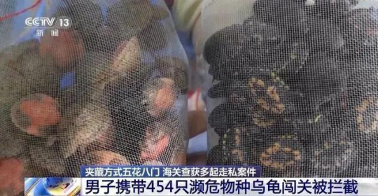 그물망에 담긴 거북이. 중국CCTV 캡처 연합뉴스