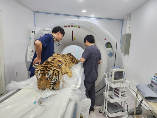 마지막까지 우치동물원에 남아있던 둘째 러브가 수의사들에게 검진을 받고 있다. 우치동물원 제공