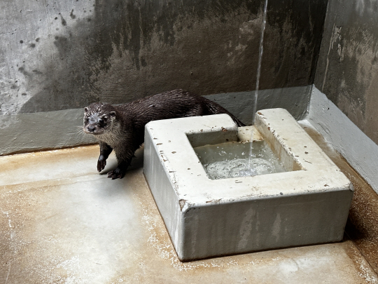 서울 어린이 대공원에서 적응훈련 중인 수달. 서울어린이대공원 제공