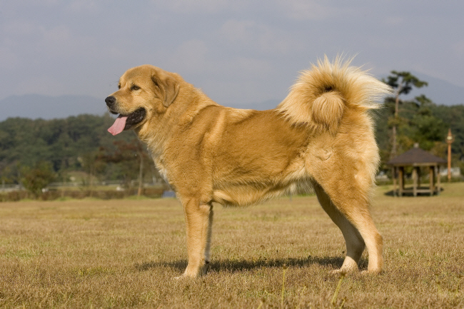 복원된 오수개의 위용.