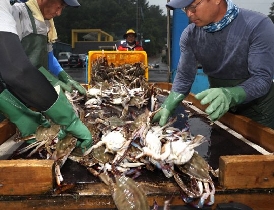 꽃게 금어기가 해제된 첫 날인 21일 충남 태안군 근흥면 채석포항에서 어민들이 잡아온 꽃게를 정리하고 있다. 이날 채석포항에서는 10∼15t급 어선 4척이 바다로 나가 3t의 꽃게를 싣고 돌아왔다. 태안군 제공