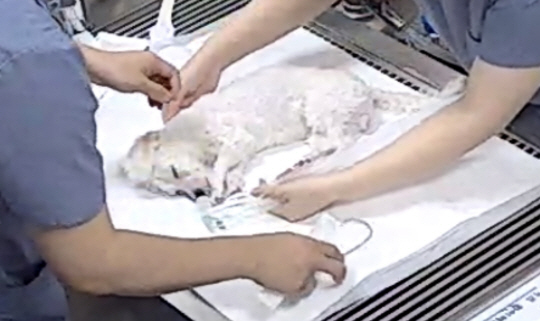 동물권행동 카라 제공