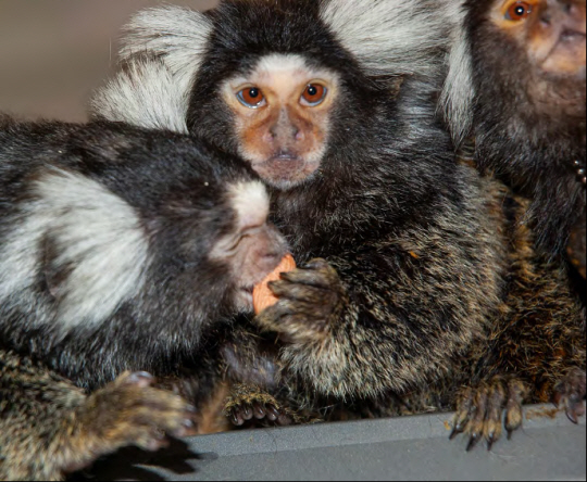 데이비드 오머 트위터 캡처