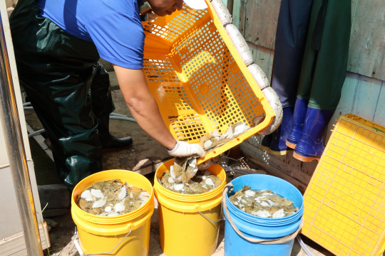 최근 경북 동해안 일대에서 발생한 고수온으로 양식장이 피해를 보는 가운데 지난달 22일 포항시 남구 구룡포읍 한 양식장에서 직원들이 폐사한 물고기를 통에 담고 있다. 연합뉴스