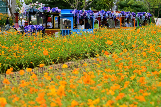 고양 가을꽃 축제에서 열차에 탑승한 시민들이 코스모스 등 가을꽃이 심어져 있는 꽃밭을 지나고 있다. 문호남 기자