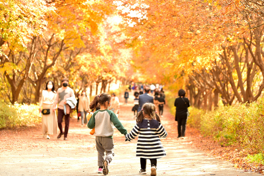황금빛으로 물든 충남 천안 독립기념관 가을 풍경. 독립기념관 제공