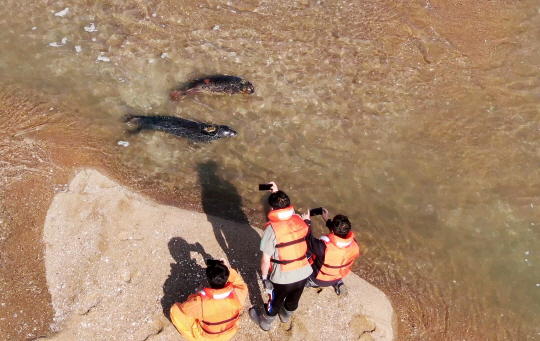 가로림만 물범 방류 모습.
