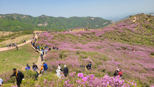 황매산 철쭉. 합천군청 제공