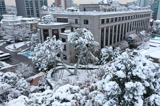 28일 오전 서울 종로구 헌법재판소 안에 있는 백송 가지가 폭설로 인한 무게를 견디지 못하고 부러졌다. 백동현 기자