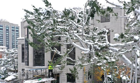 28일 오전 서울 종로구 헌법재판소 안에 있는 백송 나무가지가 폭설로 인한 무게를 견디지 못하고 부러졌다. 백동현 기자