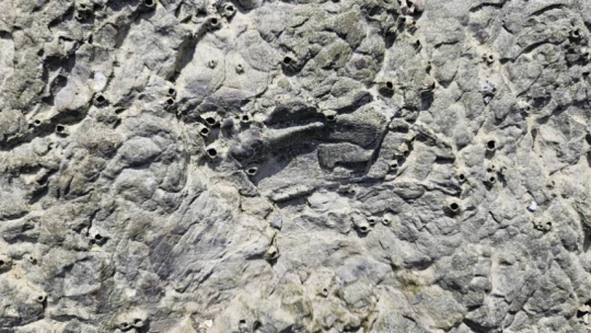 대륵도 공룡 골격 화석. 2007년 조사에서 처음 발견된 화석으로 늑골 부위로 추정된다. 국가유산청 제공.