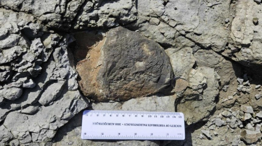 송도에서 새롭게 확인된 공룡 골격 화석 거골(복사뼈).