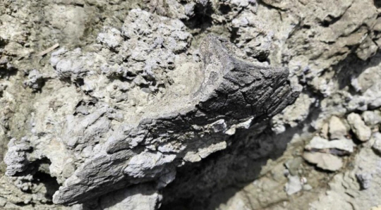 소륵도에서 발견된 공룡 골격 화석, 하악골로 추정된다. 국가유산청 제공.