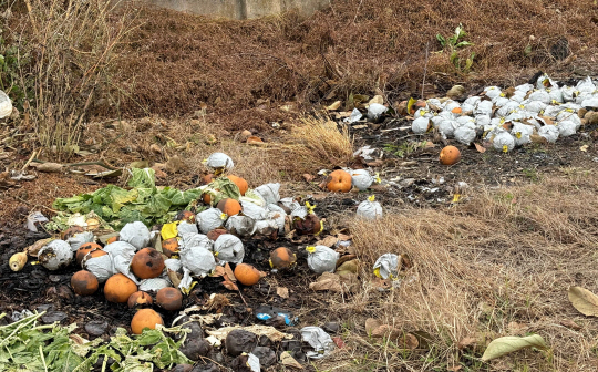 일소 피해 입은 배 농가. 전남도청 제공