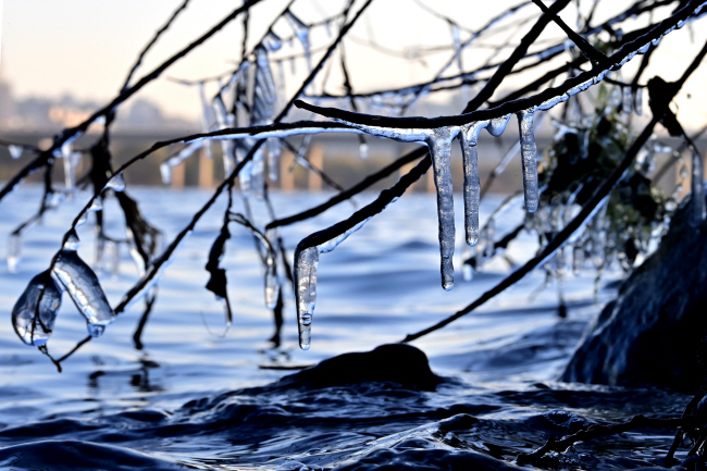 서울 지역 아침 기온이 영하 7도까지 떨어지며 한파가 덮친 18일 오전 여의도 한강변 나뭇가지에 고드름이 달려 있다.  문호남 기자