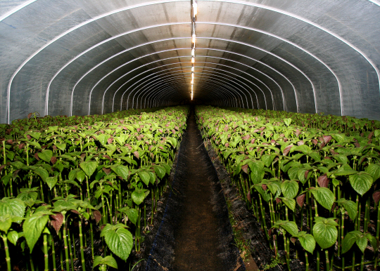 금산 깻잎 재배 현장