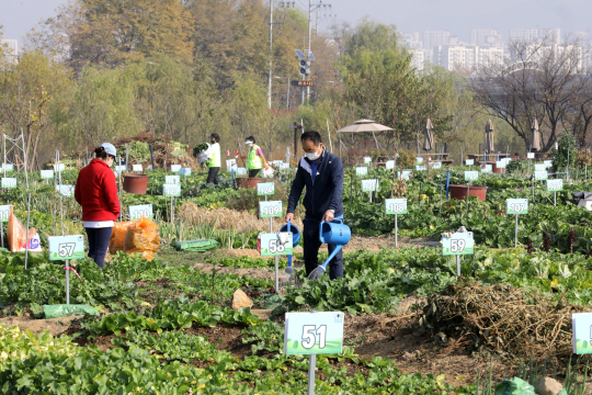 서울 강남구 세곡천 힐링텃밭에서 작물을 가꾸는 구민들. 강남구청 제공