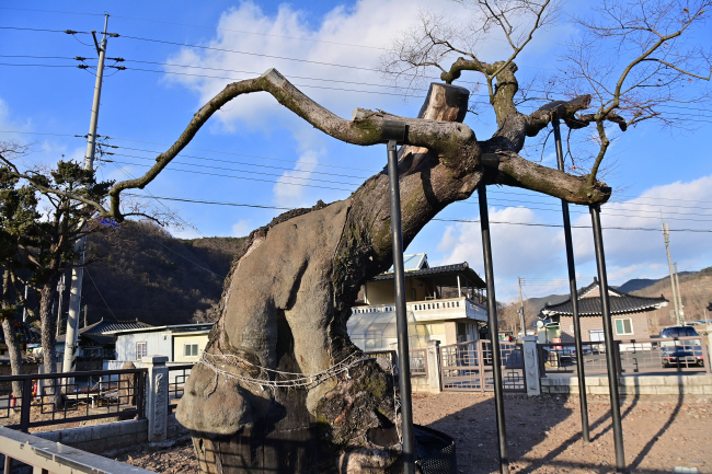곽재우 장군이 임진왜란 때 북을 매달아 치고 의병을 모았다는 느티나무 현고수(懸鼓樹). 둥치와 가는 가지만 남은 쇠락한 나무의 형상이 마치 걸어가는 사람처럼 보인다.