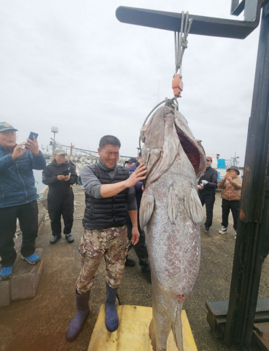 제주 해역에서 지난 16일 낚시로 잡힌 몸길이 183㎝의 초대형 돗돔 . 연합뉴스