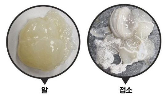 쭈꾸미 먹다가 '깜짝'…가늘고 긴 '이것' 기생충? "생식기관인 알과 정소"