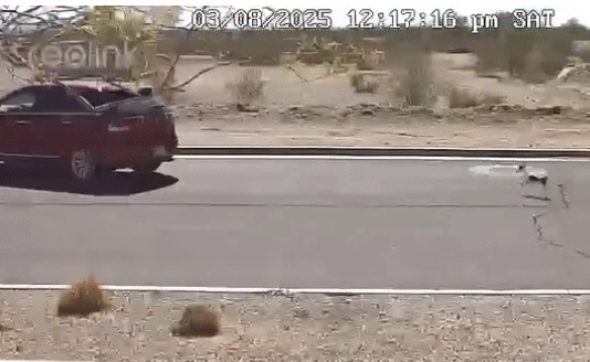 차량 따라가는 강아지. SNS 캡처