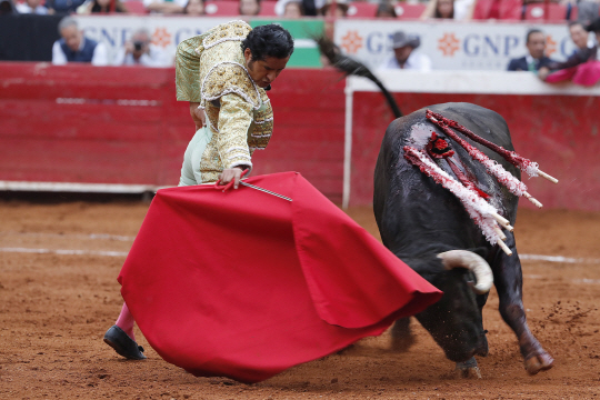 지난 2일 멕시코시티 투우장에서 한 투우사가 514kg 무게의 소를 붉은 천으로 유인하며 등에 작살, 칼 등을 꼽고 있다. EPA 연합뉴스