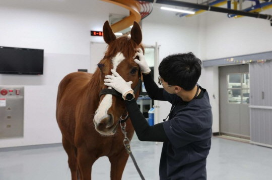산불 피해 부산 돌아온 퇴역 경주마 '소똥구리 영양사'