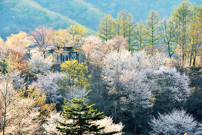 충남 금산 보곡산골 산벚꽃