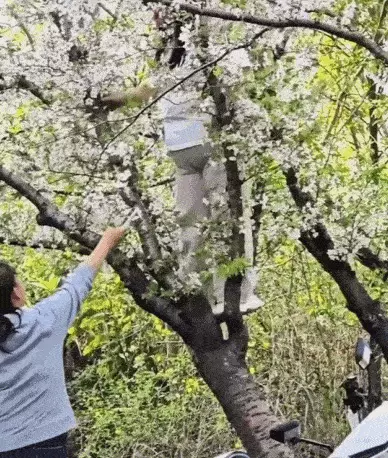 벚꽃샷 찍으려 나무 올랐다가 뿌리 뽑은 무개념女