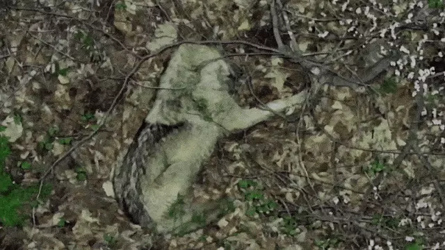 [영상]단잠자던 늑구, 드론 소리에 ‘화들짝’