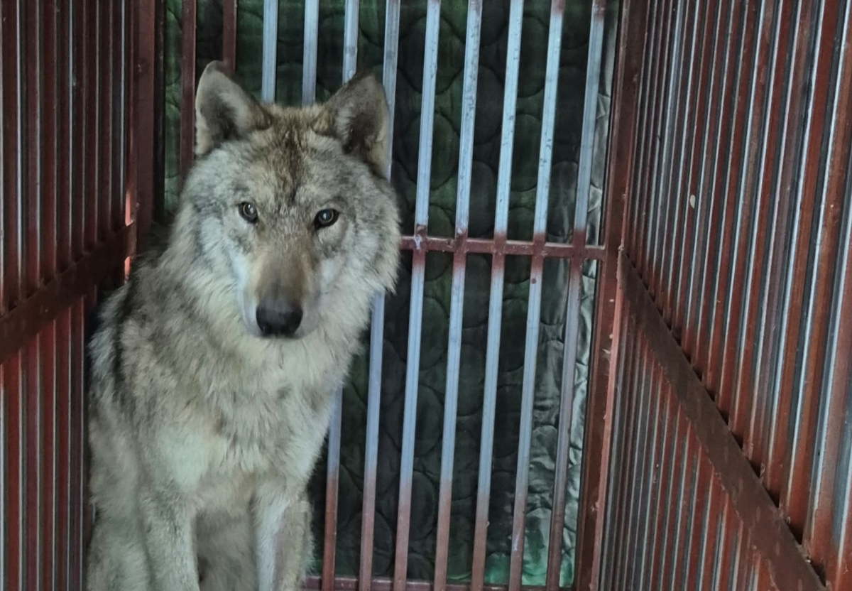 10일만에 돌아온 ‘늑구’, 눈떴다… 위에선 낚싯바늘 나와